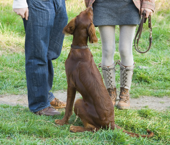 Owners training dog to sit Owners training dog to sit